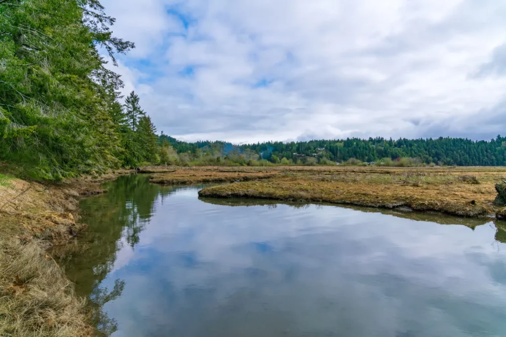 A backwater slough at the edge of a conifer forest