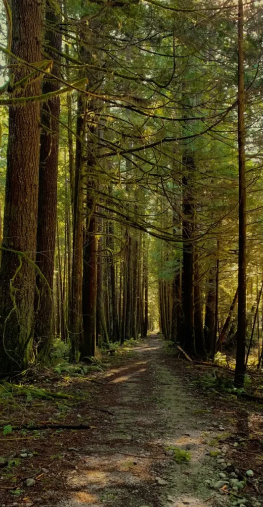 A footpath under tall conifers