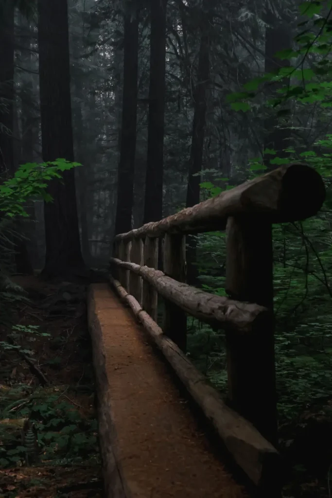 A log-rail footbridge in dense forest