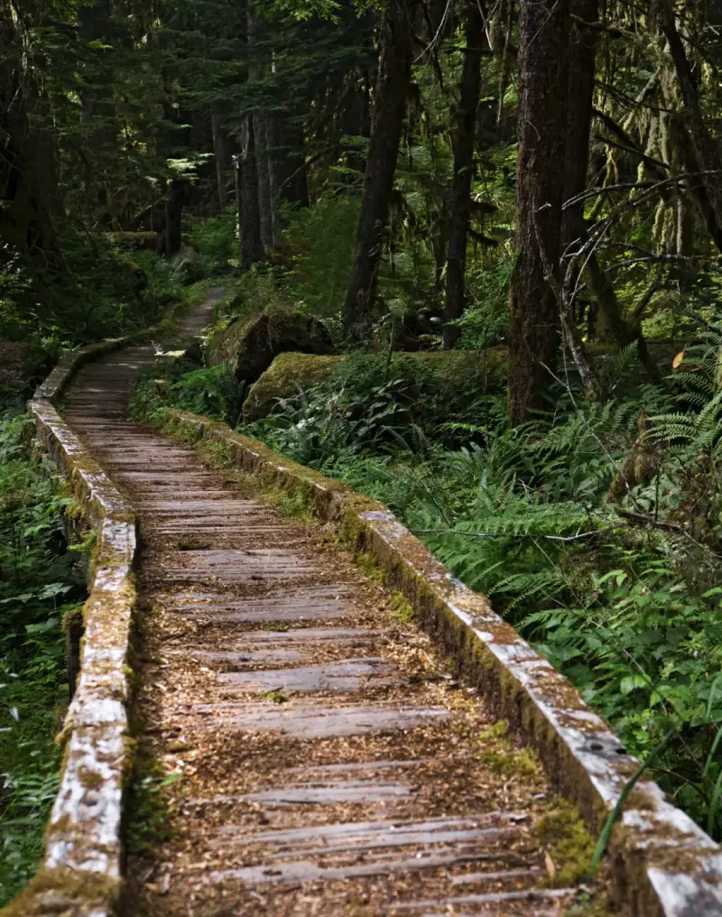 A boardwalk through ferns and mossy trees