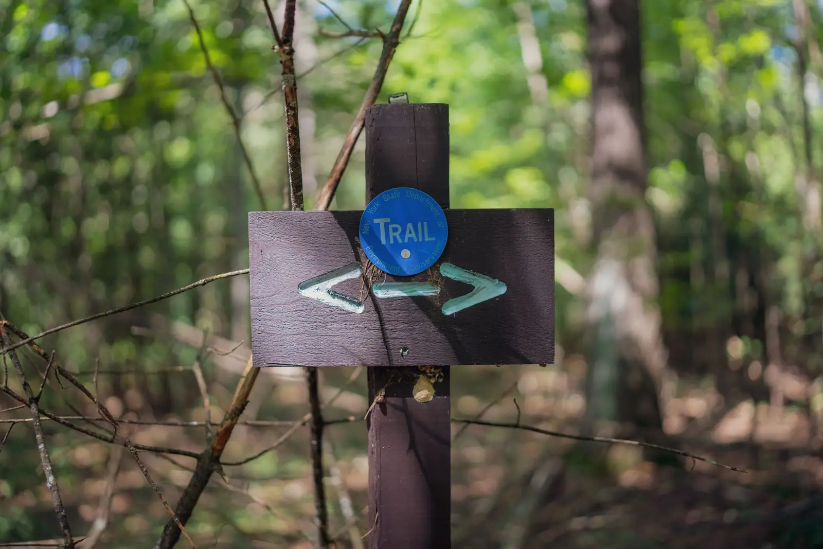 A wooden trail post with direction arrows in a sunlit forest