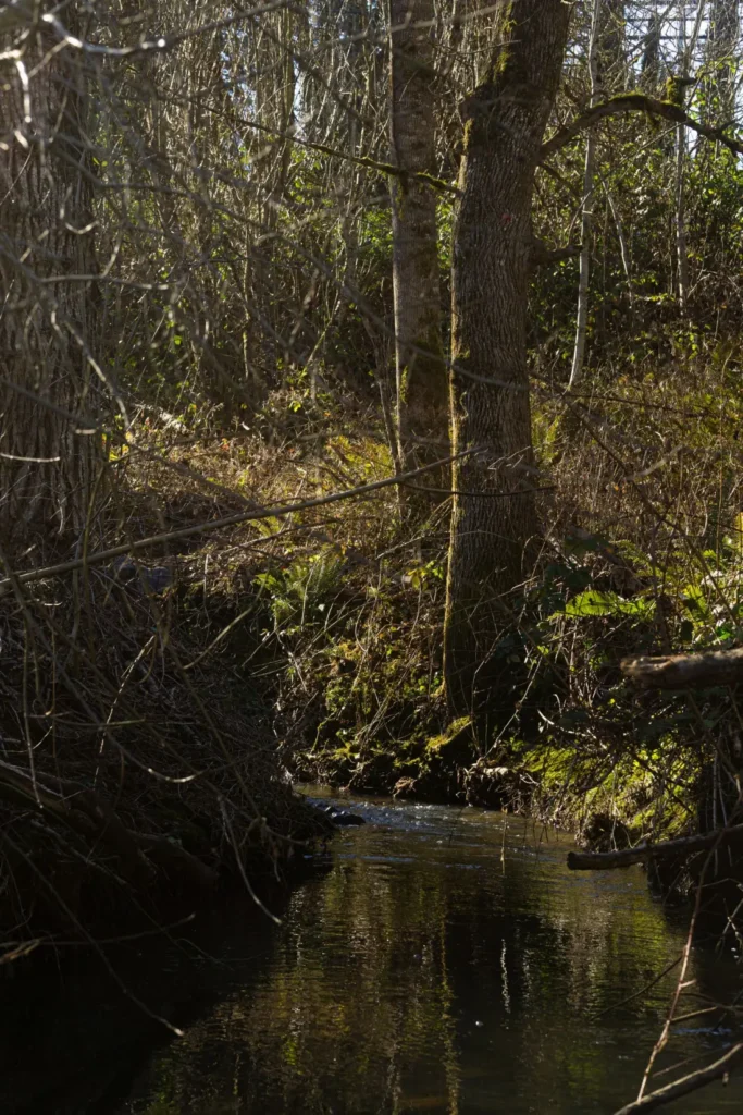 A forest stream in early spring light