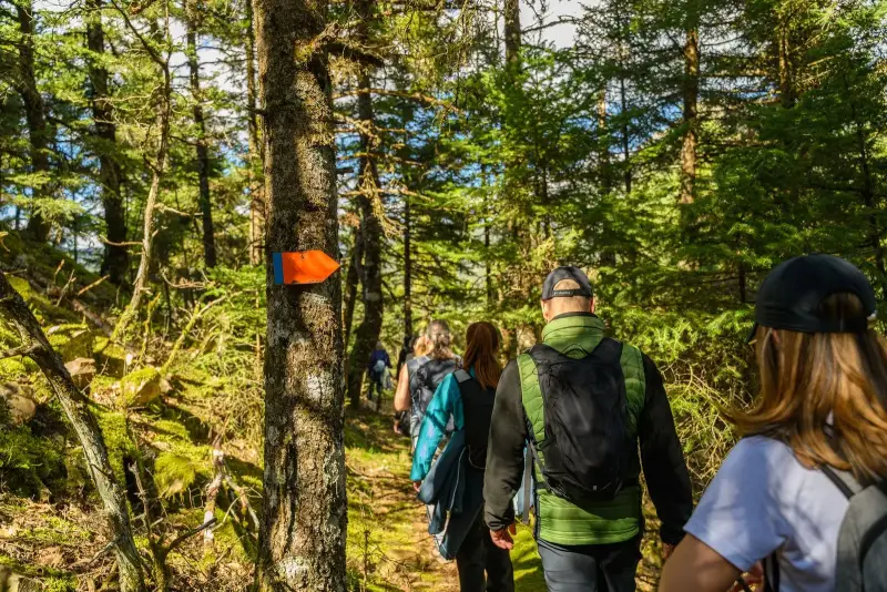 A small group on a guided forest walk past an orange trail blaze, seen mostly from behind