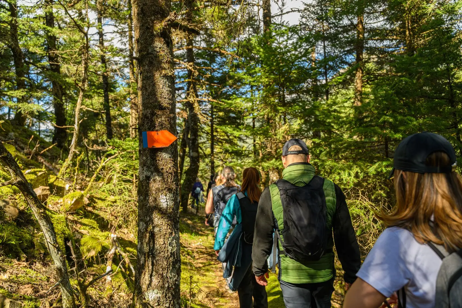 A small group on a guided forest walk past an orange trail blaze, seen mostly from behind